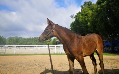 L’Ile Mystère, départ pour une copropriété…