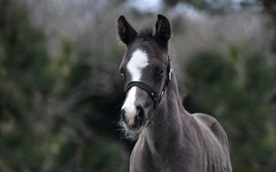 Naissance: Noblest du Mystère