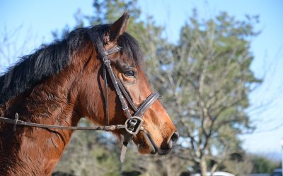 Hystoire du Ham PFS (Montbazillac du Lin X Lusty du Bailly)