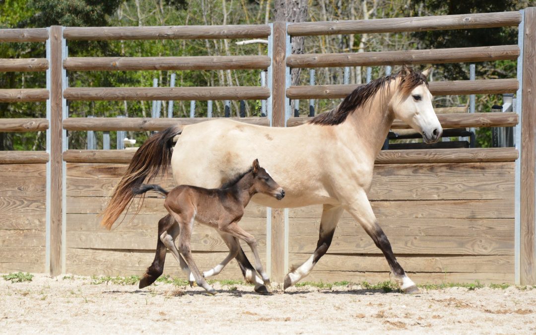 Naissance: Numéro Bis du Mystère