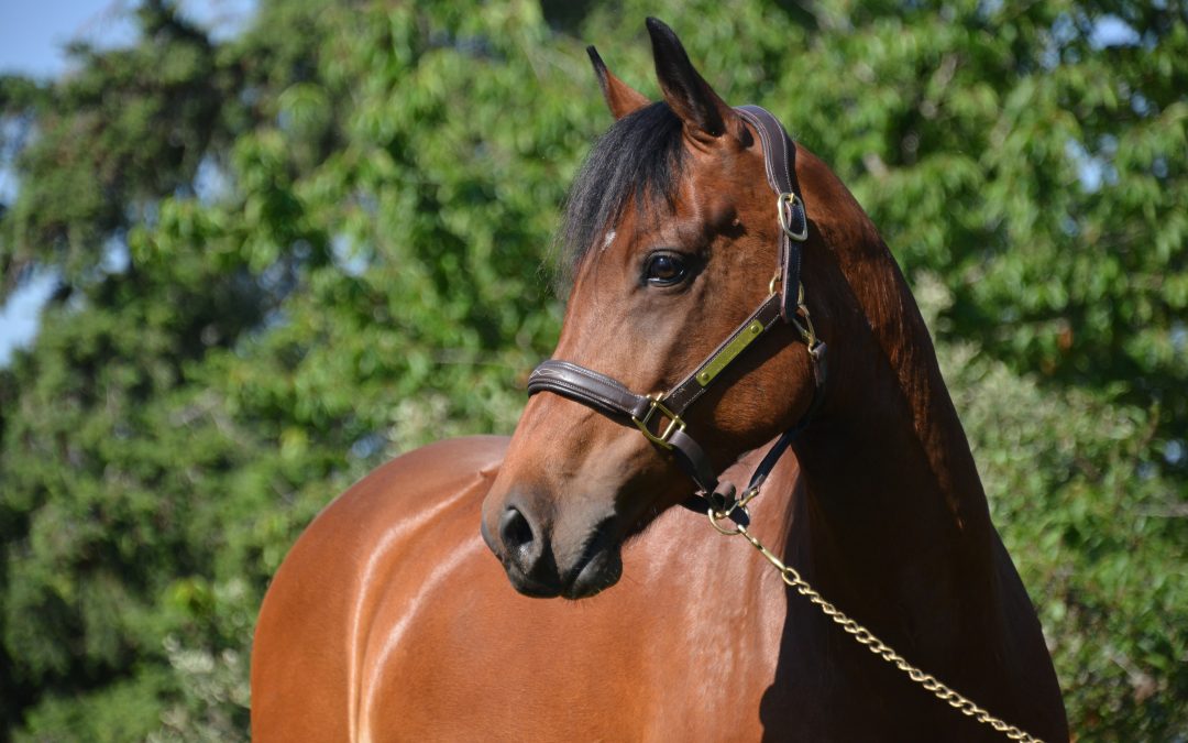 Hystoire du Ham – PFS – par Montbazillac du Lin et Kiss My Rock par Lusty du Bailly