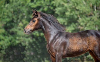 Vous cherchez un poulain, un poney ou cheval de sport ?