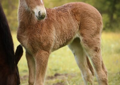 Jeune poulain debout au pré – élevage de poneys et chevaux Jeune poulain brun debout dans un pré