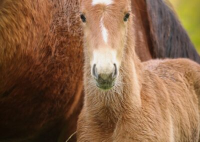 Poulain devant un cheval adulte – Élevage du Mystère Poulain brun devant le flanc d’un cheval adulte