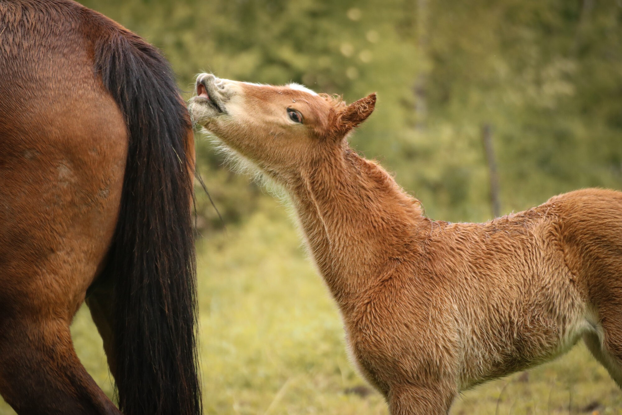 Élevage poneys et chevaux : pouliche Oxalis du Mystère au pré Pouliche alezane tétant une jument au pré