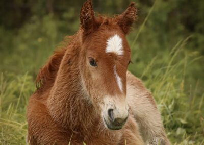 Poulain couché – élevage de poneys et chevaux Poulain brun couché dans l’herbe