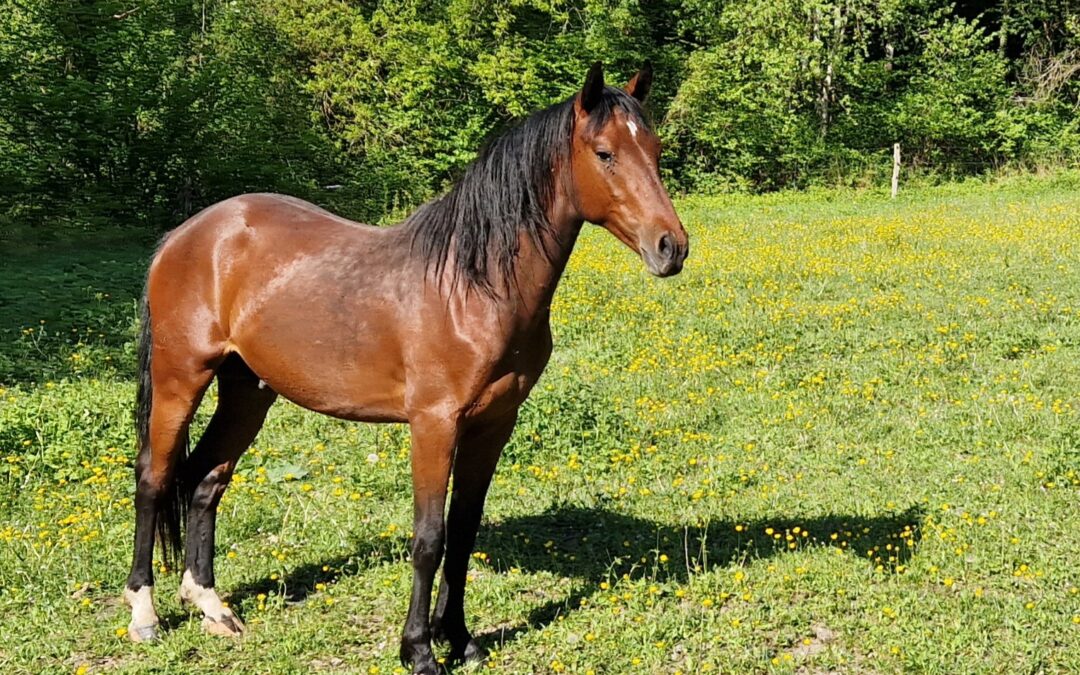 NOTTING HILL DU PENA : PFS par KARIM VAN ORCHID&rsquo;S et TRINITY D&rsquo;ECREPIN par KANNAN