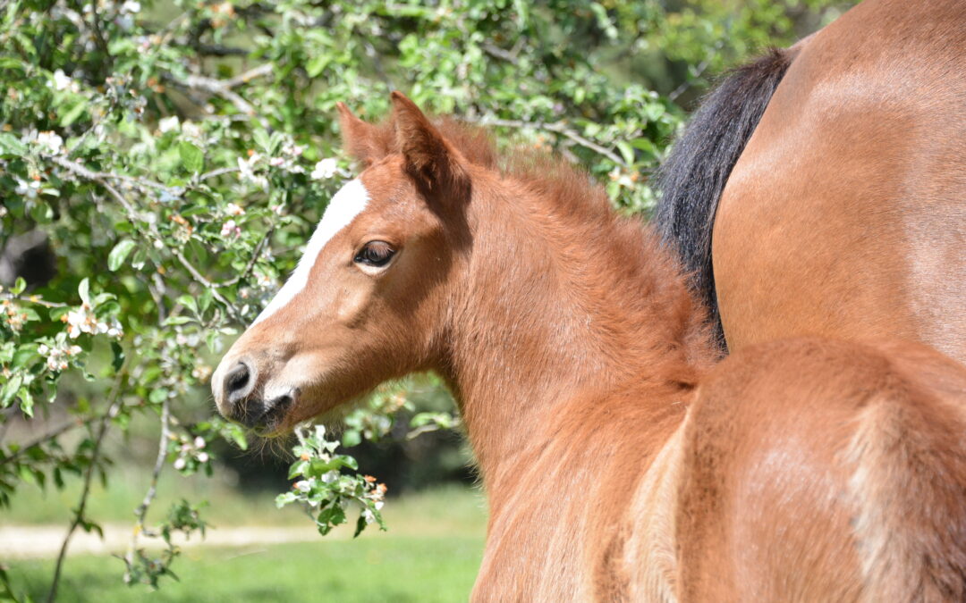 QUANTISTAR DU MYSTERE : PFS par GOLDWYN D&rsquo;EMBETS et TUTTI QUANTI JOYEUSE par IOWA